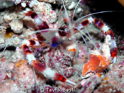 Boxer Shrimp in MABUL depth=12m by Tevfik Başlı 